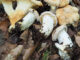 finferlo bianco, gallinaccio bianco - cantharellus pallens