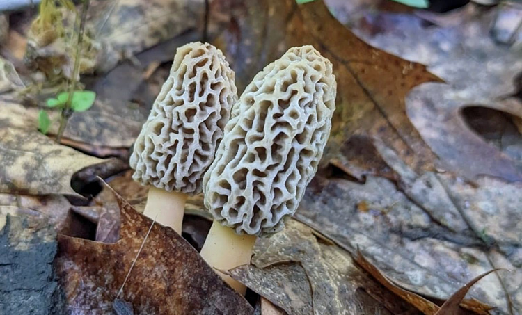 morchella americana