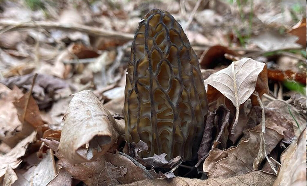 Morchella conica