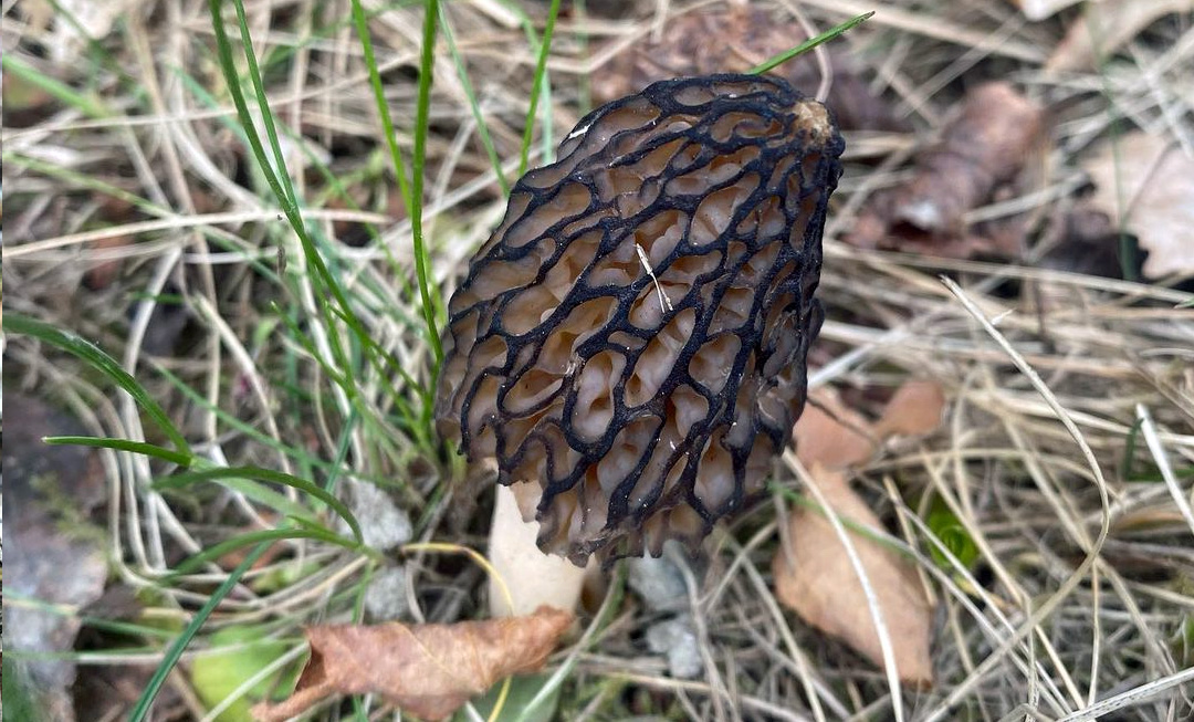 Morchella deliciosa