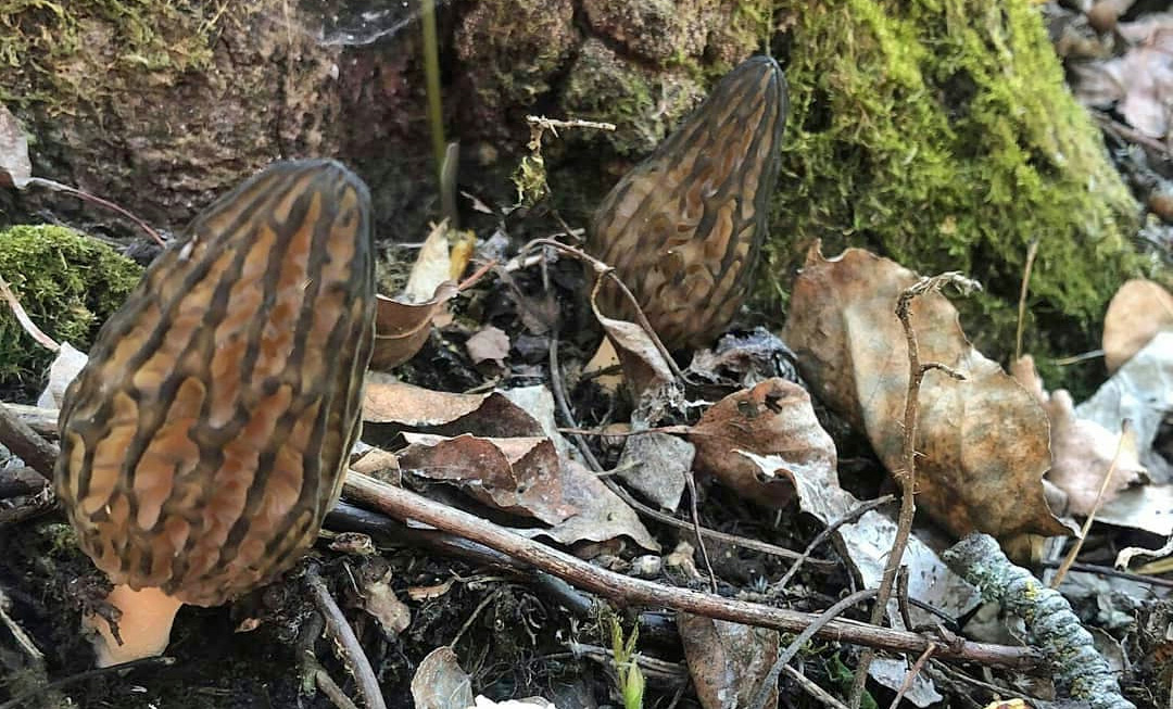 Morchella elata