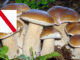 Dove trovare funghi in Campania