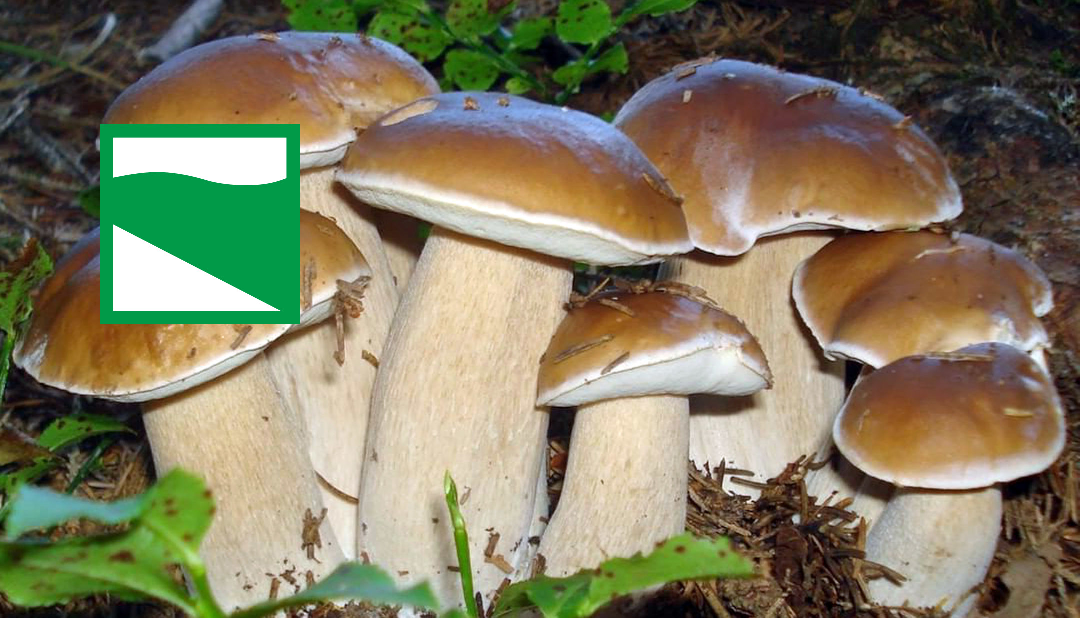 Dove trovare funghi in Emilia Romagna