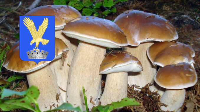 Dove trovare funghi in Friuli Venezia Giulia