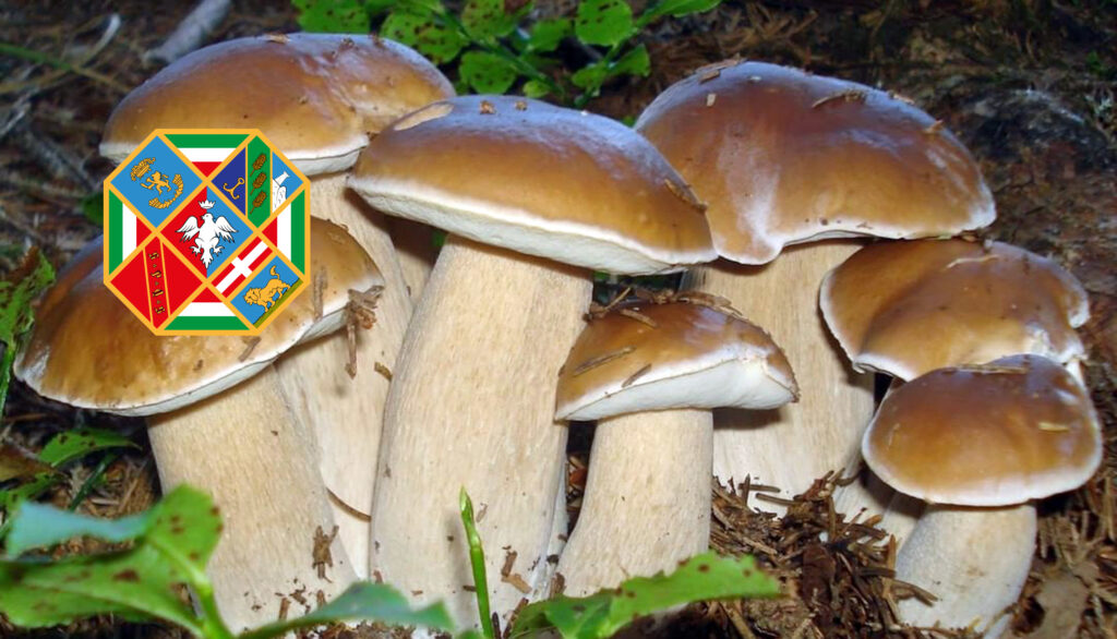 Dove trovare funghi nel Lazio