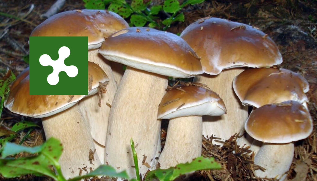 Dove trovare funghi in Lombardia