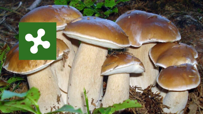 Dove trovare funghi in Lombardia