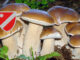 Dove trovare funghi in Molise