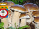 Dove trovare funghi in Puglia