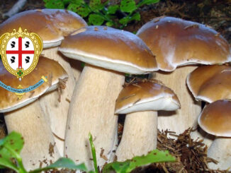 Dove trovare funghi in Sardegna