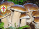 Dove trovare funghi in Sardegna