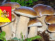 Dove trovare funghi in Sicilia