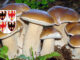 Dove trovare funghi in Trentino Alto Adige