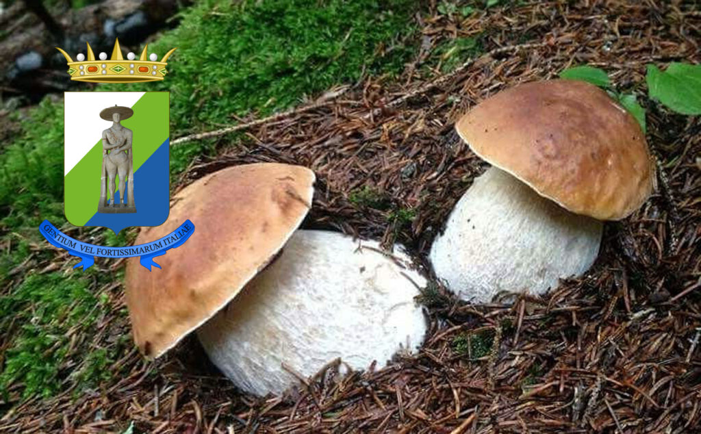 Dove trovare funghi porcini in Abruzzo