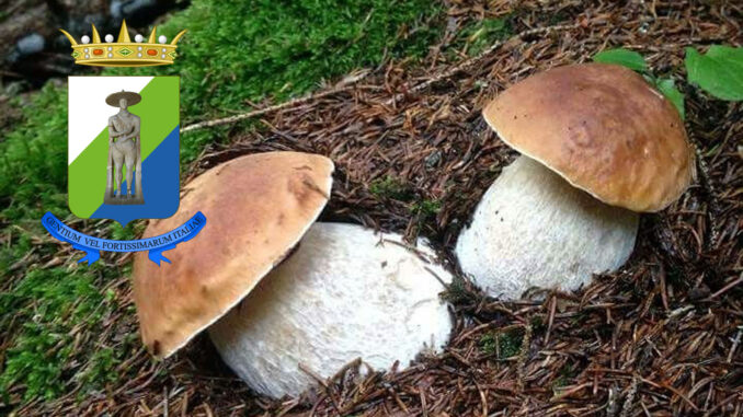 Dove trovare funghi porcini in Abruzzo