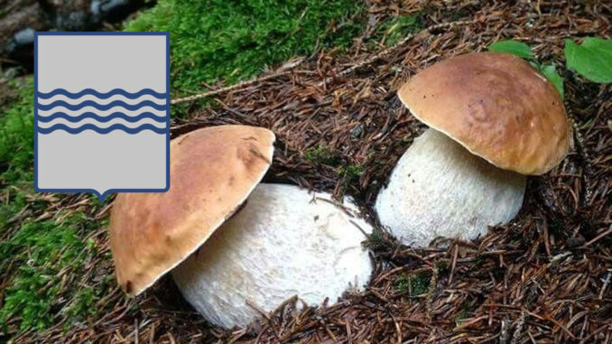 Dove trovare funghi porcini in Basilicata