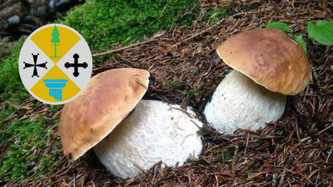 Dove trovare funghi porcini in Calabria