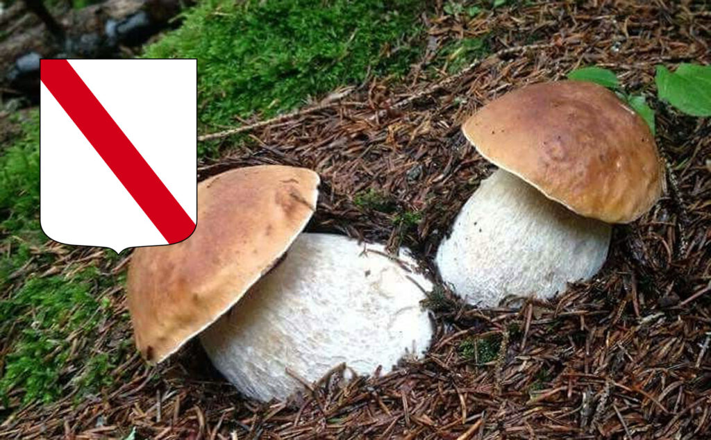 Dove trovare funghi porcini in Campania