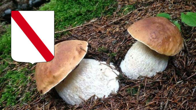 Dove trovare funghi porcini in Campania