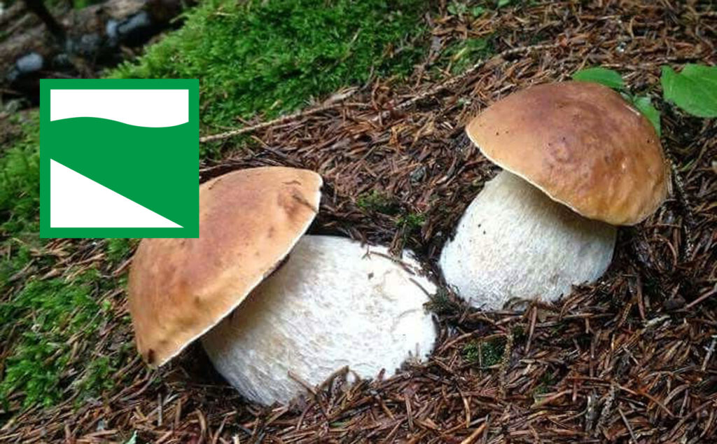 Dove trovare funghi porcini in Emilia Romagna