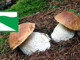 Dove trovare funghi porcini in Emilia Romagna