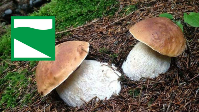 Dove trovare funghi porcini in Emilia Romagna