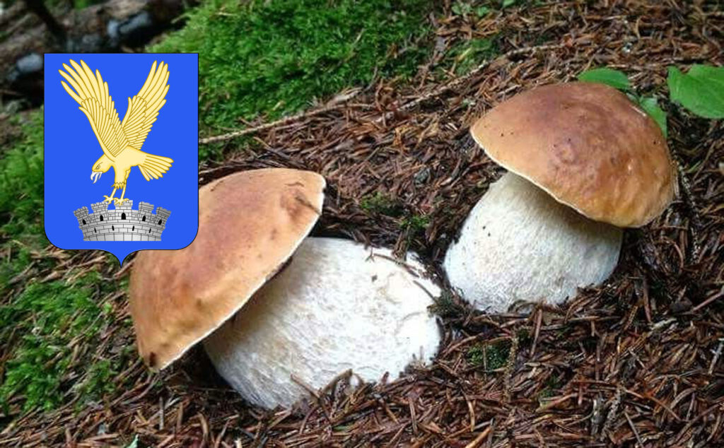 Dove trovare funghi porcini in Friuli Venezia Giulia