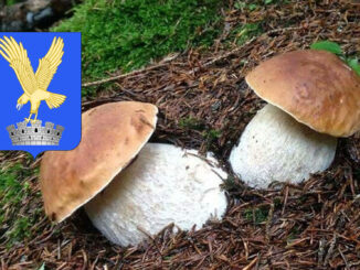 Dove trovare funghi porcini in Friuli Venezia Giulia