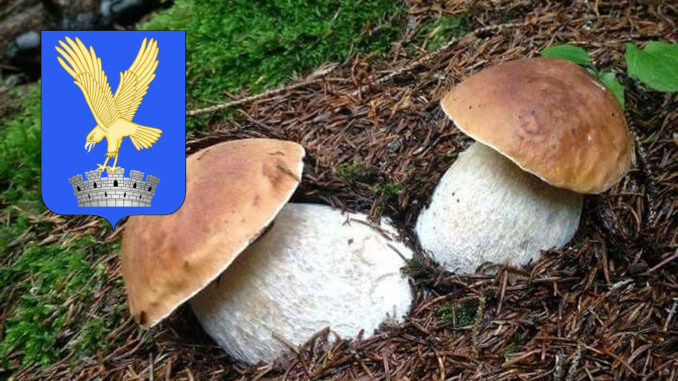 Dove trovare funghi porcini in Friuli Venezia Giulia