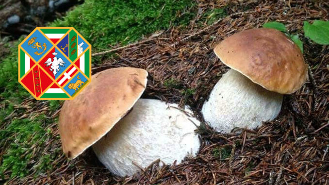 Dove trovare funghi porcini in Lazio