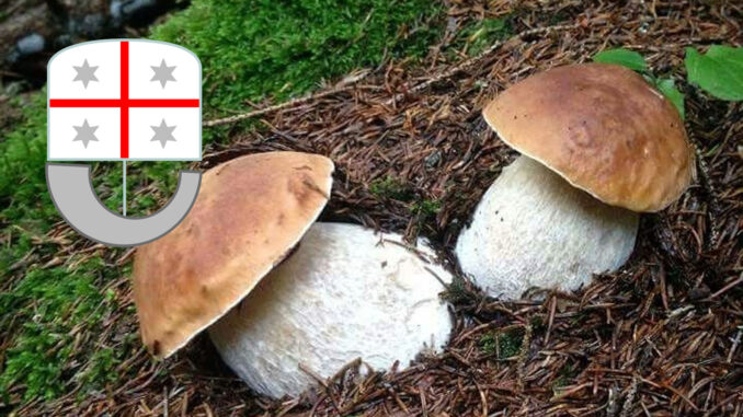 Dove trovare funghi porcini in Liguria