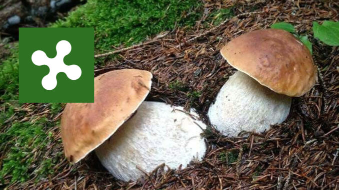 Dove trovare funghi porcini in Lombardia