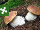 Dove trovare funghi porcini in Lombardia