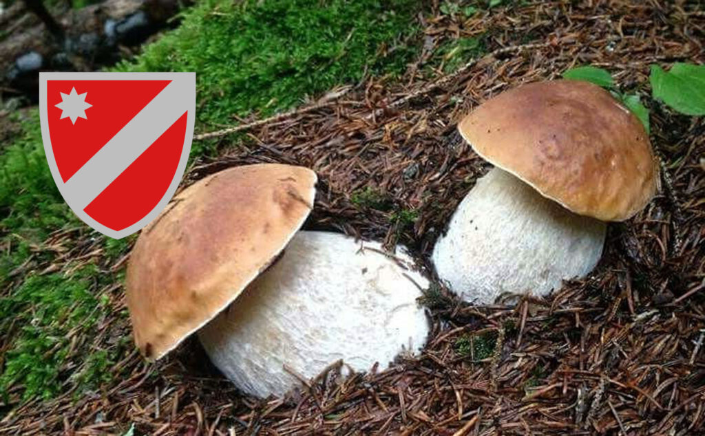 Dove trovare funghi porcini in Molise