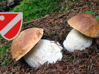 Dove trovare funghi porcini in Molise