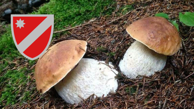 Dove trovare funghi porcini in Molise