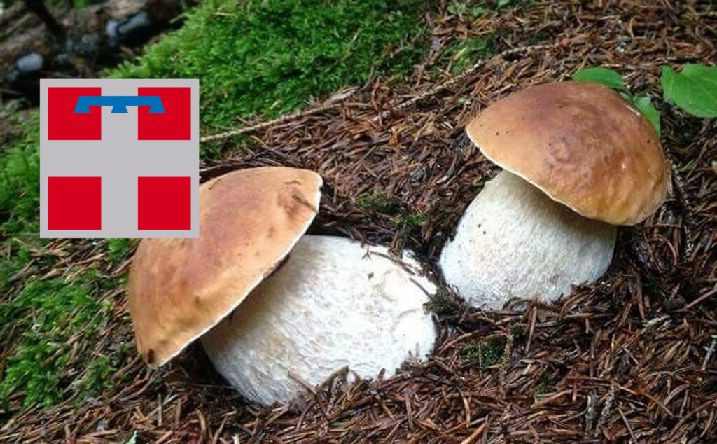 Dove trovare funghi porcini in Piemonte