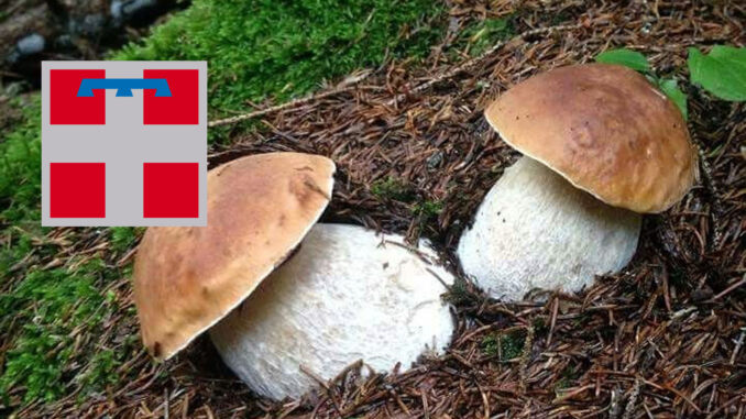 Dove trovare funghi porcini in Piemonte