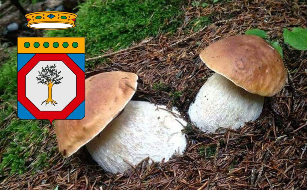 Dove trovare funghi porcini in Puglia