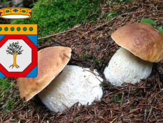 Dove trovare funghi porcini in Puglia