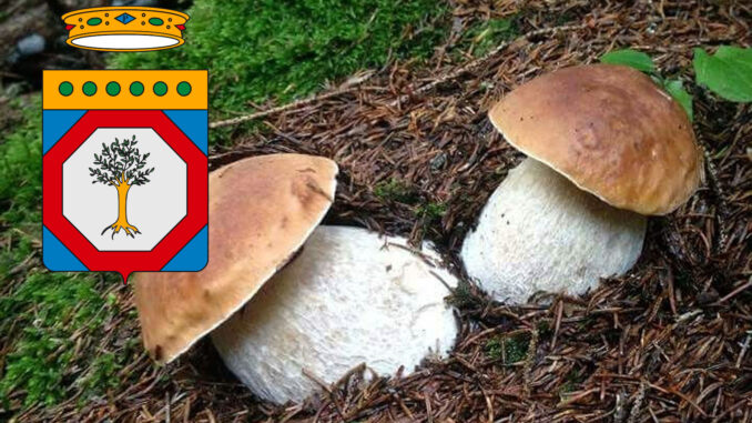 Dove trovare funghi porcini in Puglia