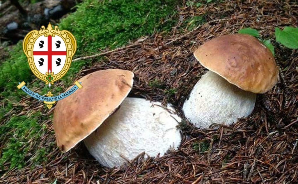 Dove trovare funghi porcini in Sardegna