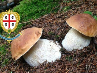 Dove trovare funghi porcini in Sardegna