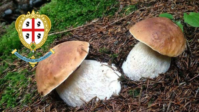 Dove trovare funghi porcini in Sardegna