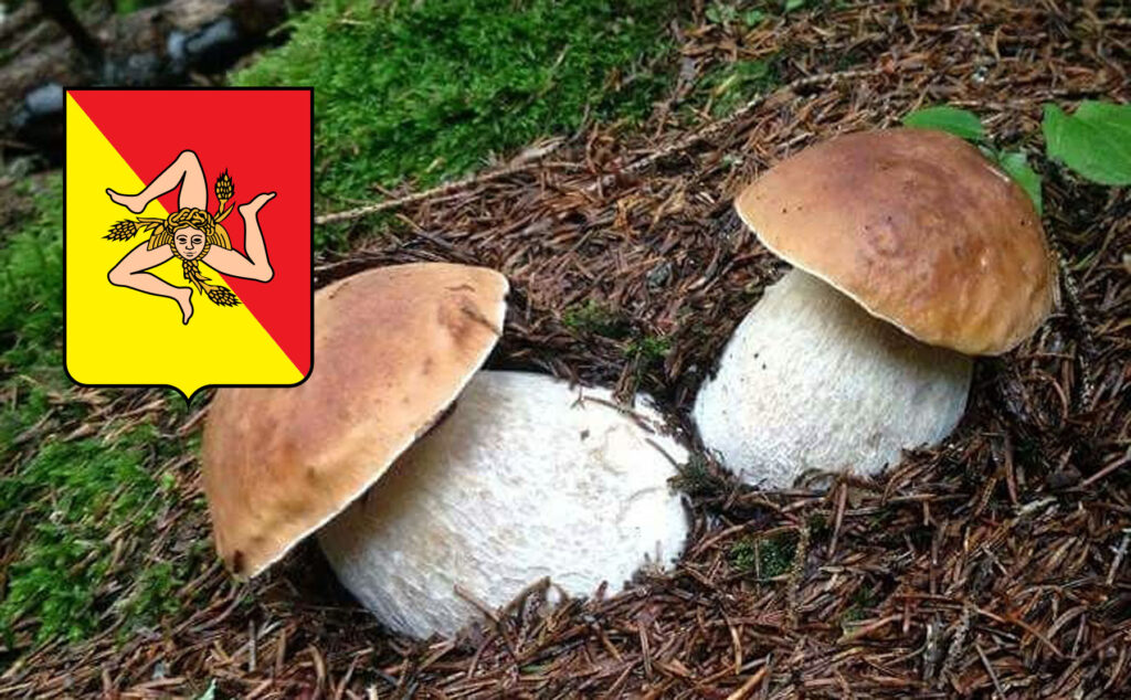 Dove trovare funghi porcini in Sicily