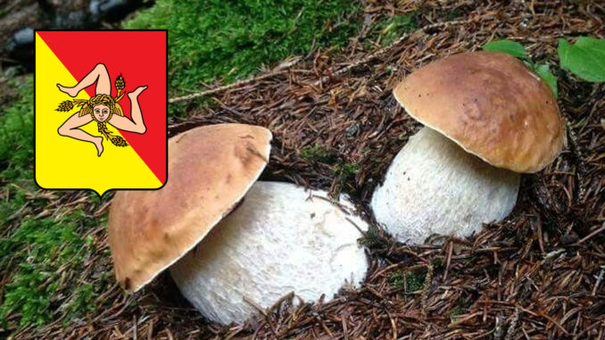 Dove trovare funghi porcini in Sicily