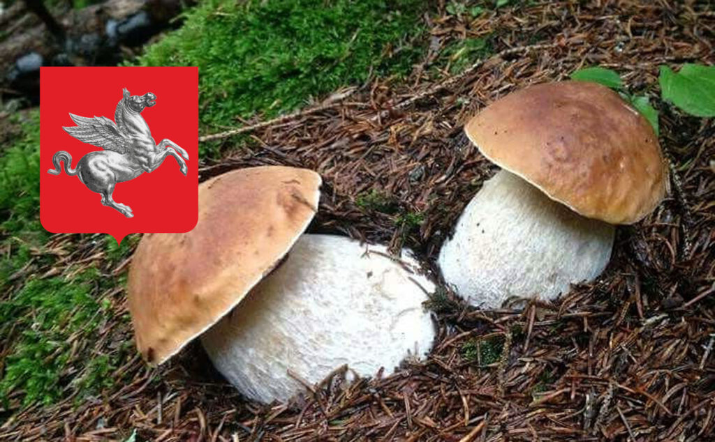 Dove trovare funghi porcini in Toscana