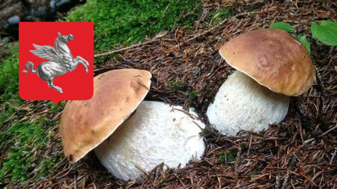 Dove trovare funghi porcini in Toscana