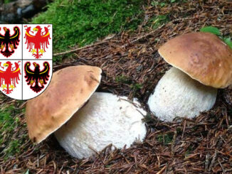 Dove trovare funghi porcini in Trentino Alto Adige