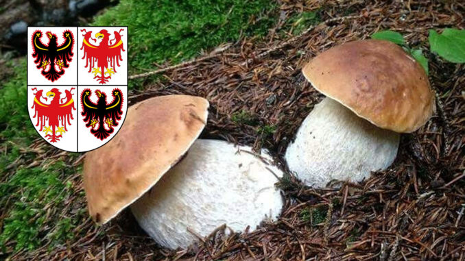 Dove trovare funghi porcini in Trentino Alto Adige